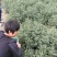 杭州白菊散装
