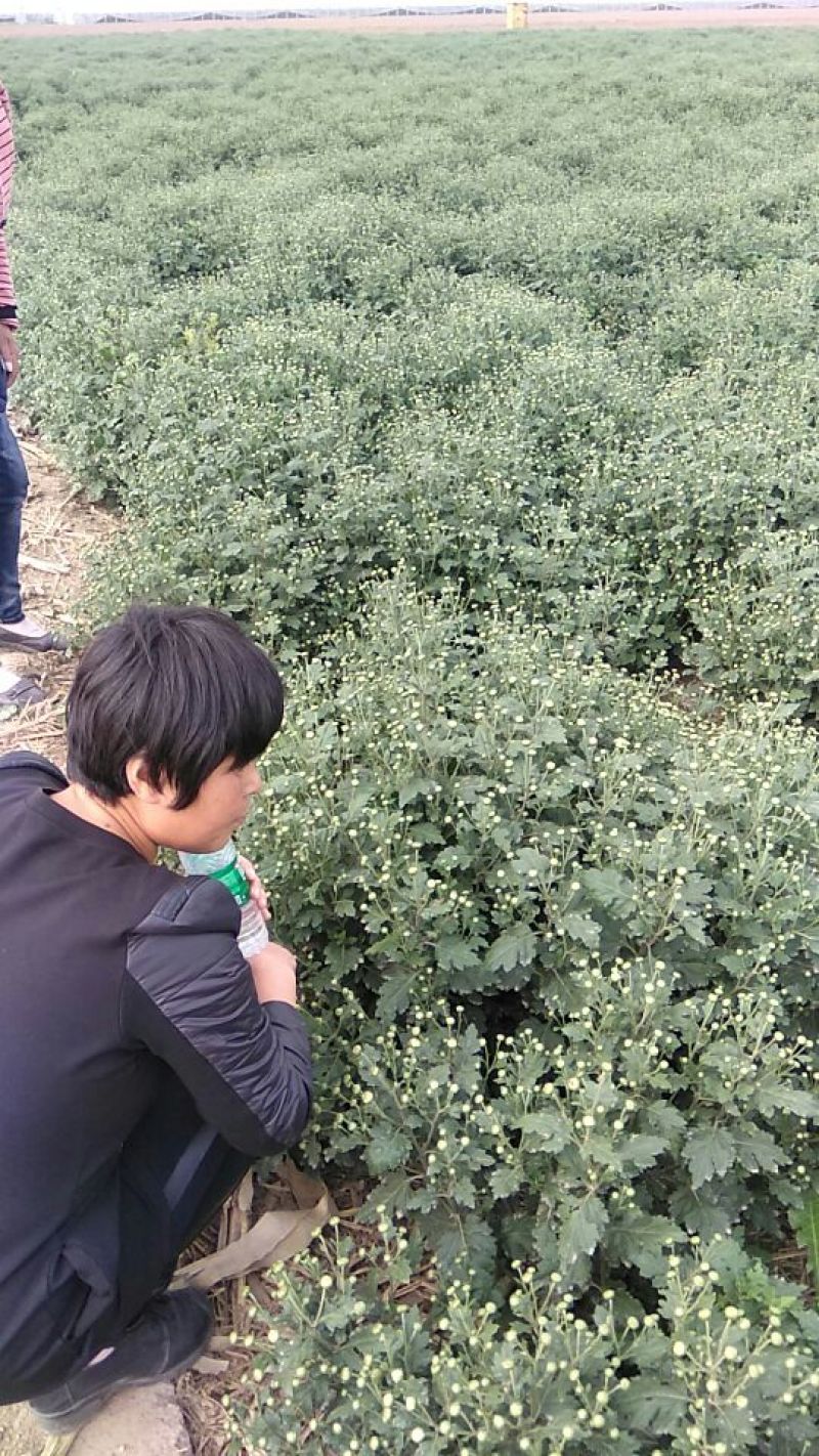 杭州白菊散装