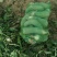 沙窝水果萝卜1~1.5斤起
