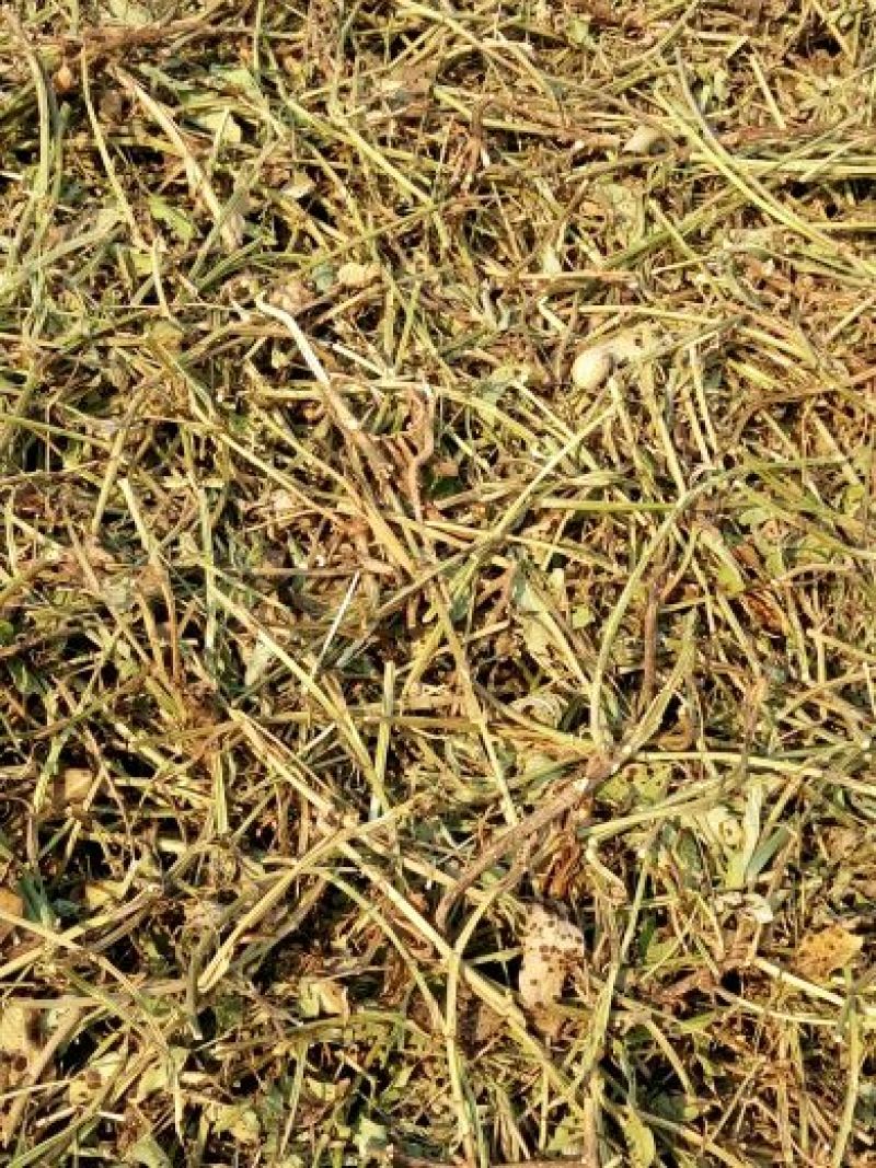 花生糠除膜