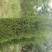蜀桧，河南快，1.5蜀块，1.5米河南侩，2米蜀桧