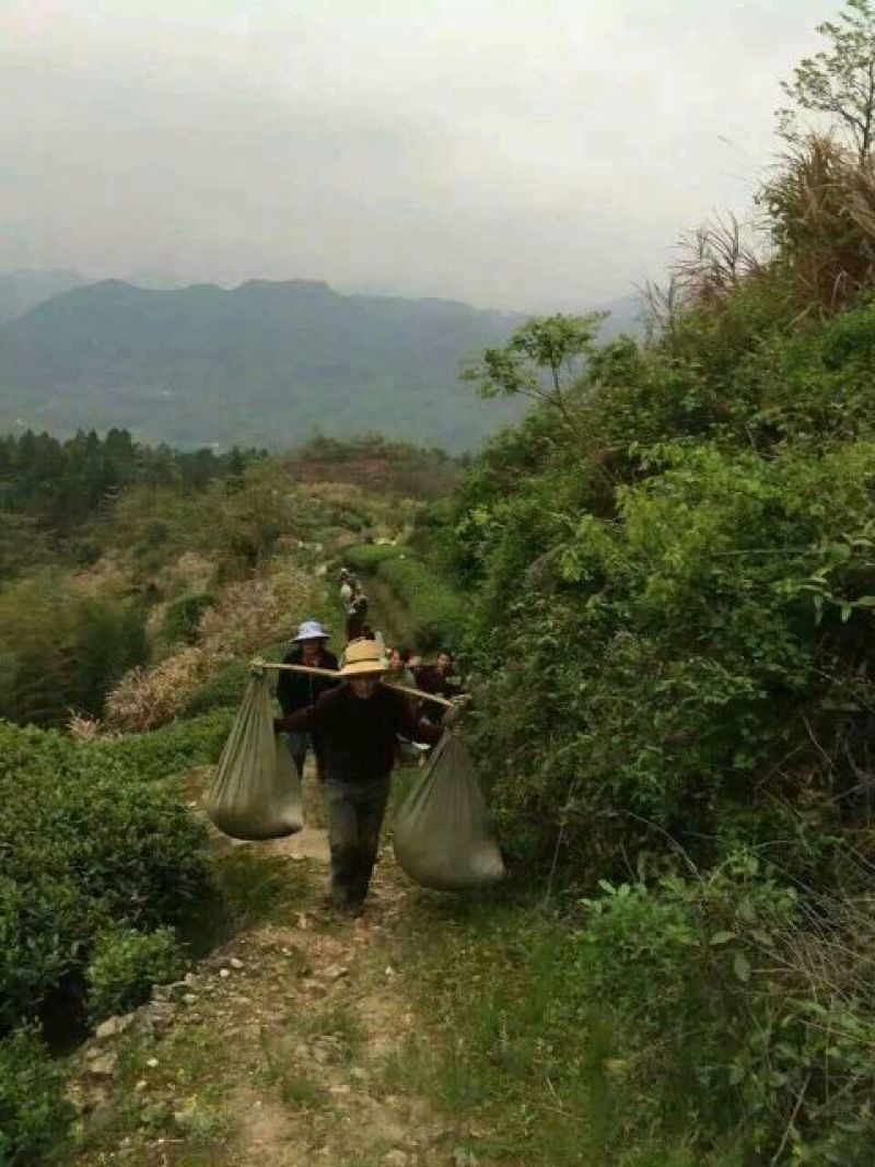 福鼎白茶