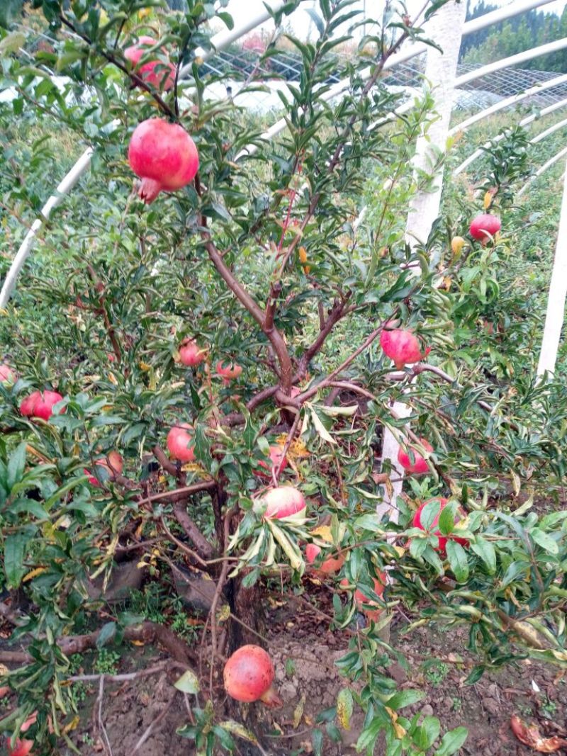 红石榴苗3公分果石榴树苗价格