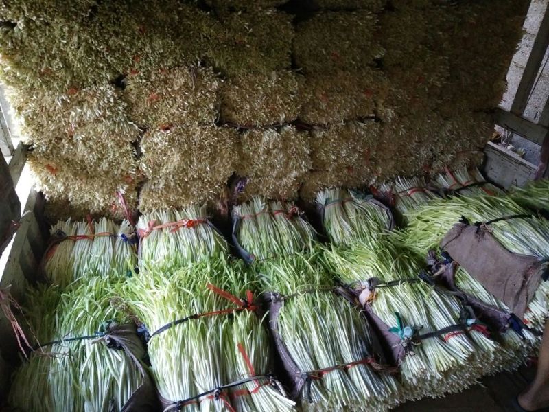 韭黄头茬40~50公分