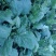 越冬菠菜10~15厘米