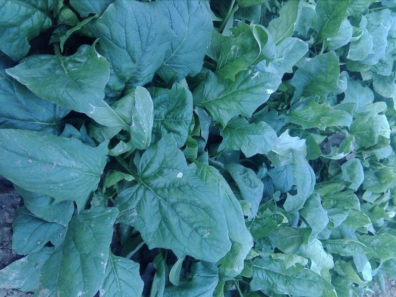 越冬菠菜10~15厘米