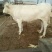 夏洛莱牛犊200~300kg