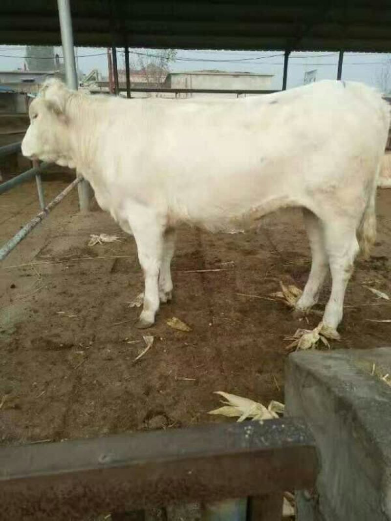 夏洛莱牛犊200~300kg
