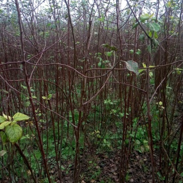 苹果树苗80cm以上