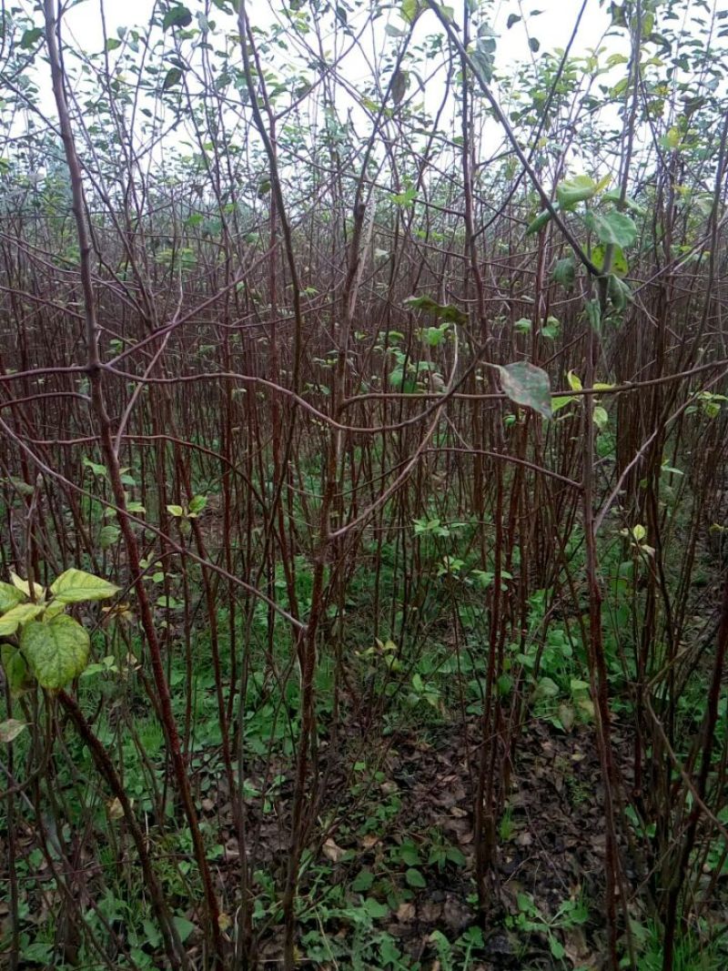 苹果树苗80cm以上