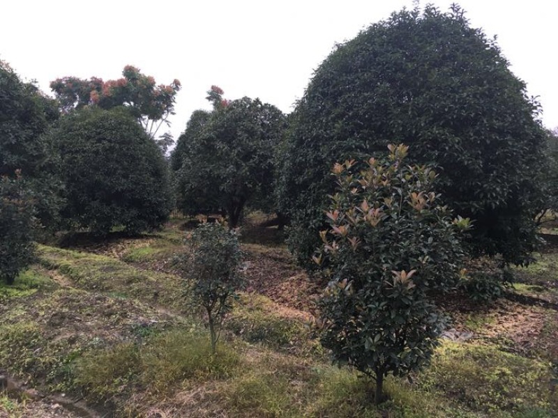 黄金桂花树