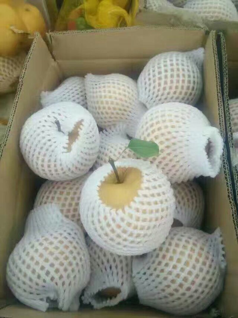 晚秋黄梨600g以上膜袋