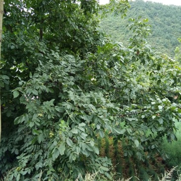 青皮核桃30mm以上青皮