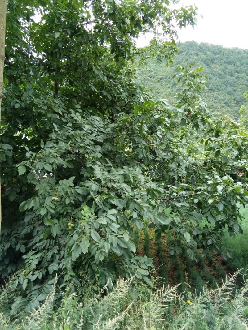 青皮核桃30mm以上青皮