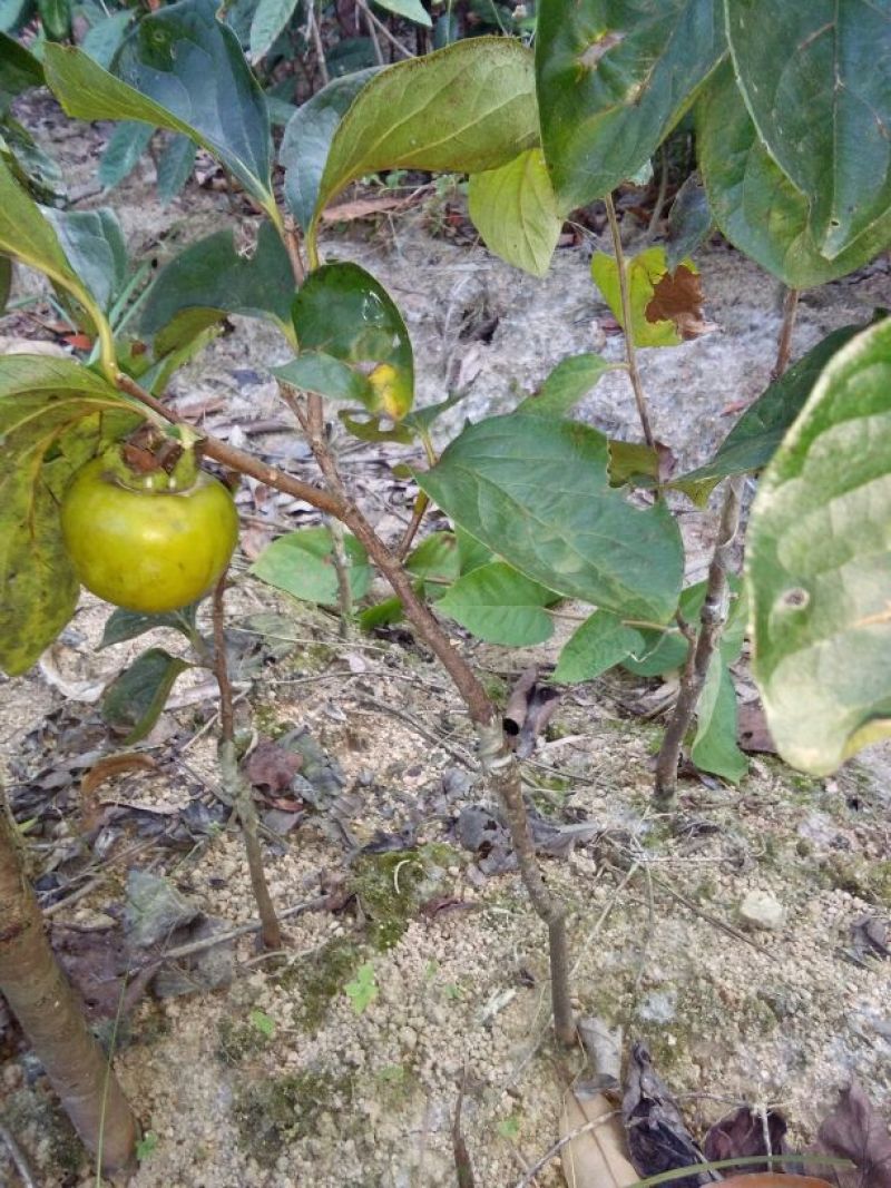 柿子树苗20~30cm