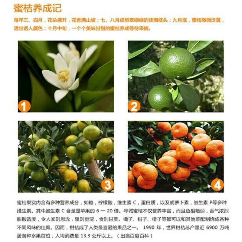 大量供应南丰蜜橘带叶果，光头果，通货，0.4元-0.8元