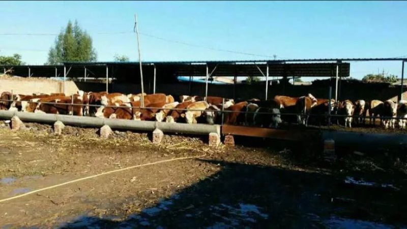 肉牛