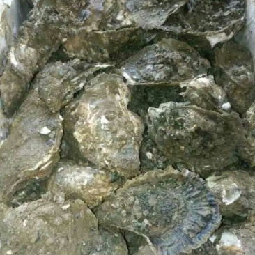 生蚝牡蛎