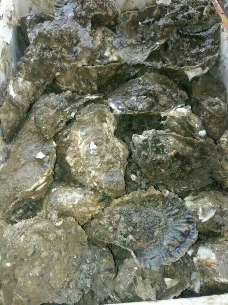 生蚝牡蛎