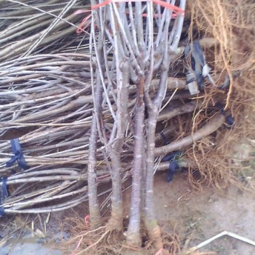 樱桃树苗2年50~80cm