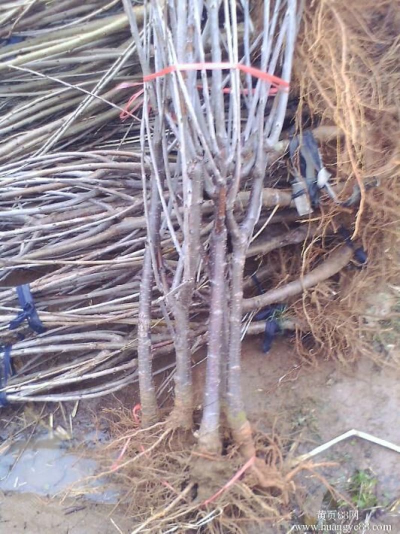 樱桃树苗2年50~80cm