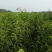 映霜红桃苗