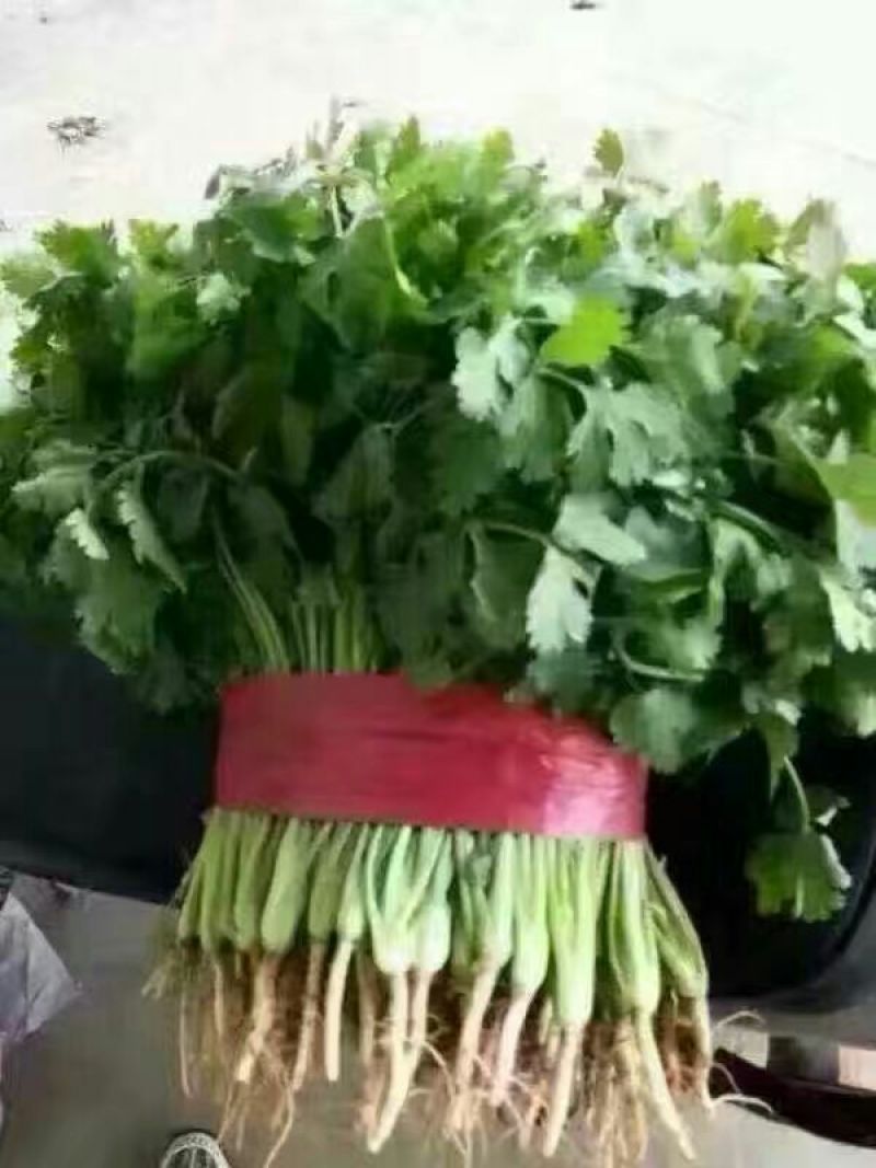 精品大叶香菜芫荽打捆香菜常年供应诚信无忧专业代办