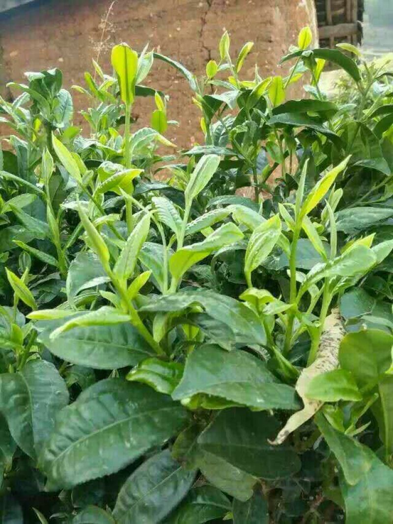 百年大树茶