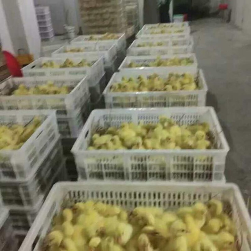 鹅苗