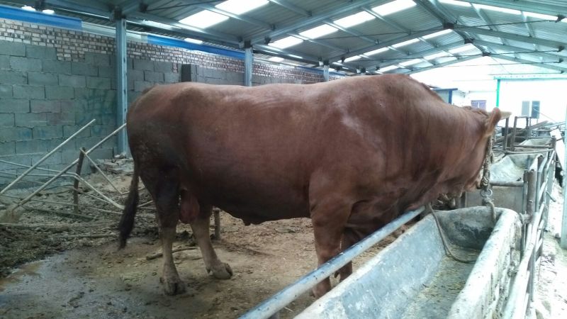 牛犊100~200kg