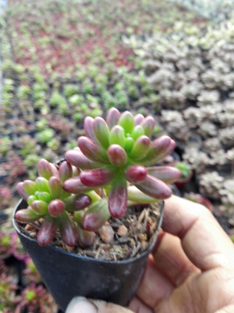 多肉植物带盆栽好