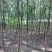 北京栾树7--10公分数量不多国槐量大国槐文冠果工程用