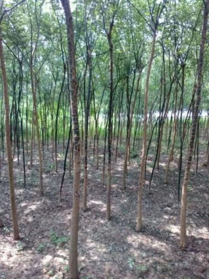 北京栾树7--10公分数量不多国槐量大国槐文冠果工程用