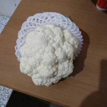 白花菜散装