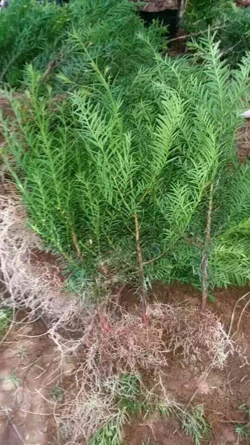 东北红豆杉苗50~60cm