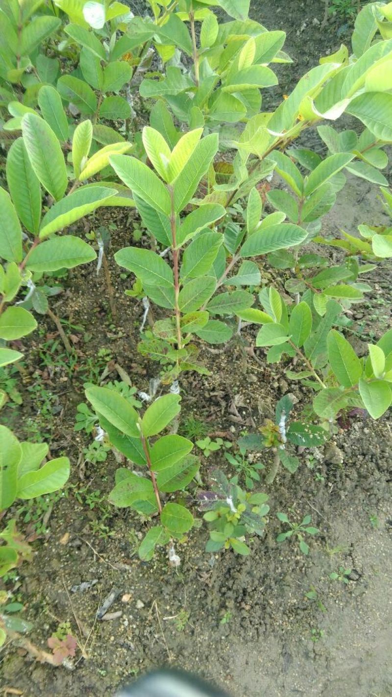 西瓜番石榴苗50~80cm