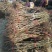 辽核1号核桃苗二年苗50~100cm