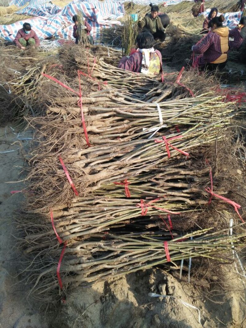 辽核1号核桃苗二年苗50~100cm