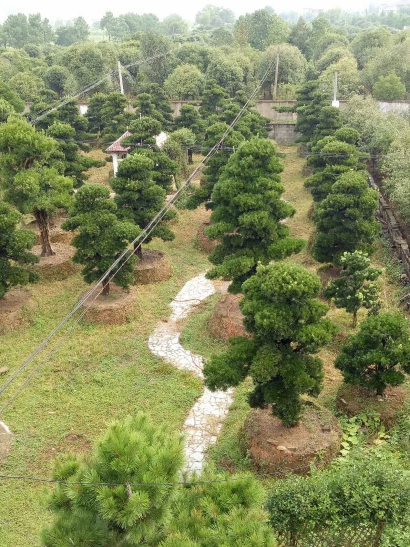 罗汉松树桩15~20cm