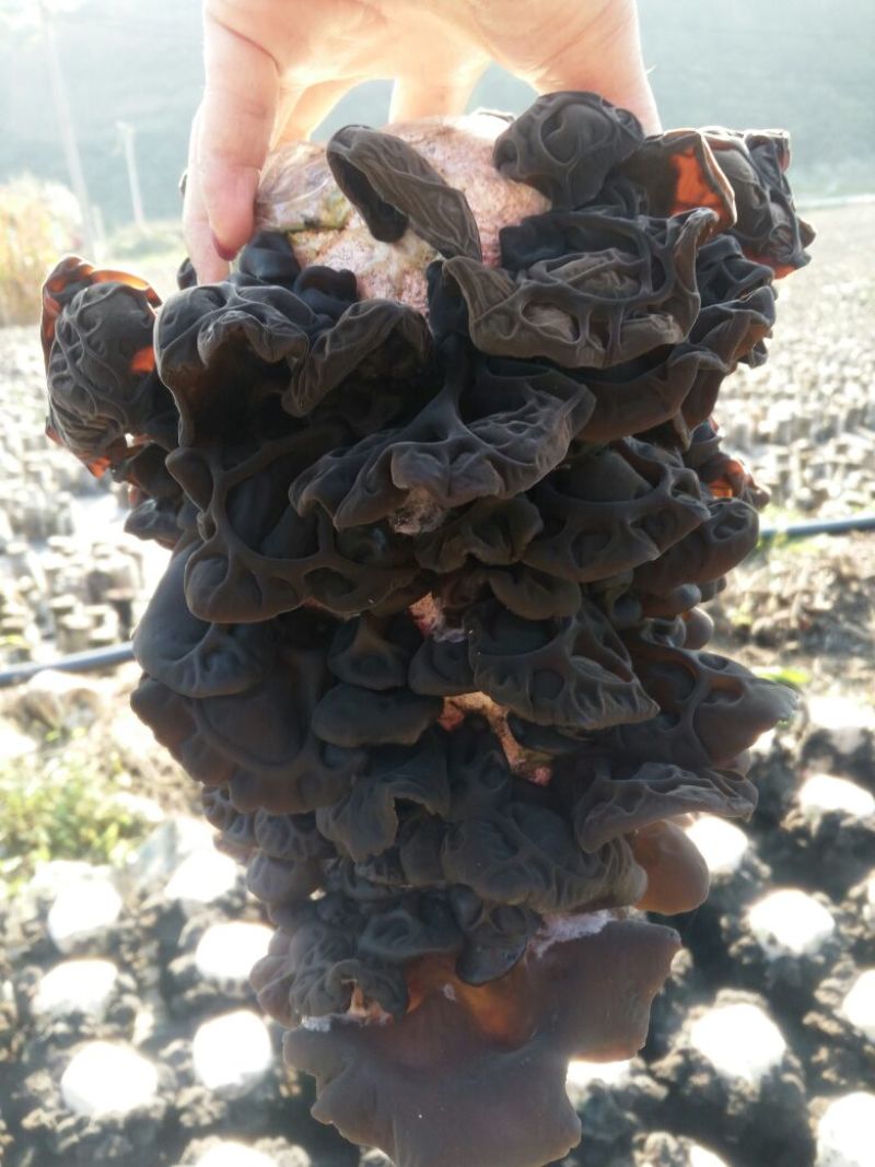 干木耳一级