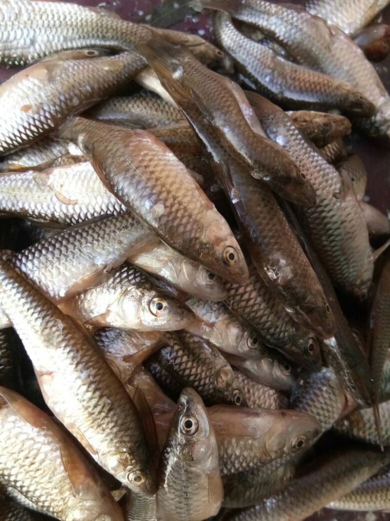 池鲤鱼食用1~2公斤