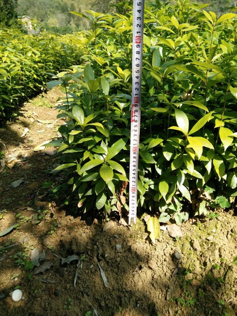 金丝楠木苗楠木苗绿化苗木产地直发一手货源