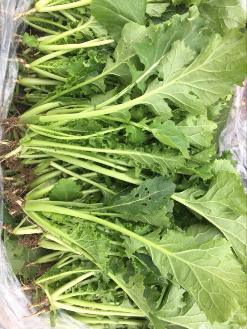 青菜