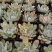 多肉植物不含盆