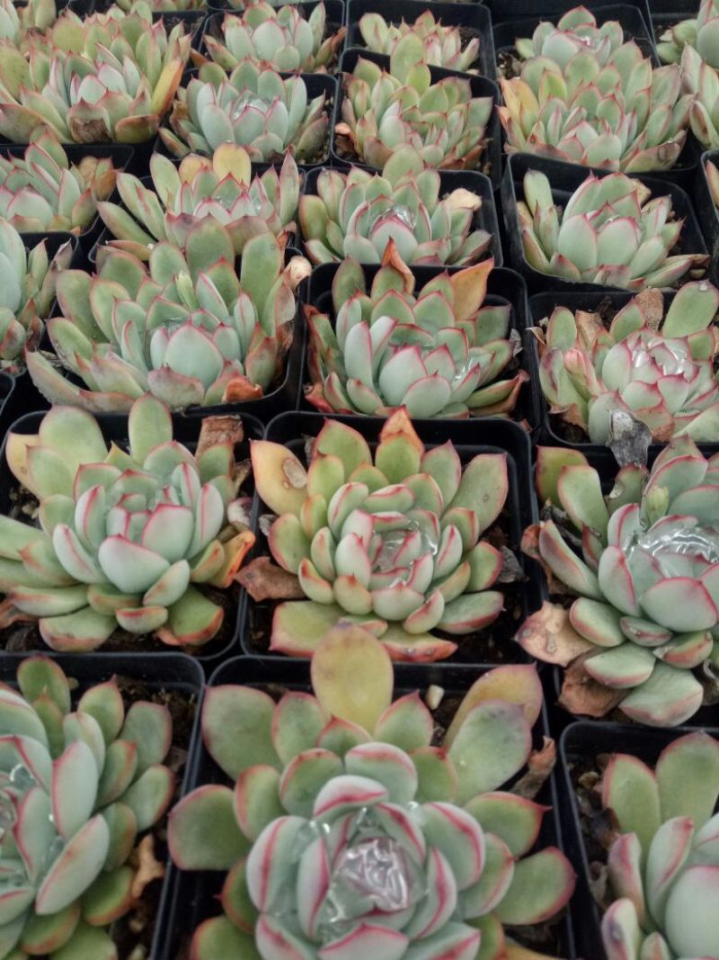 多肉植物不含盆