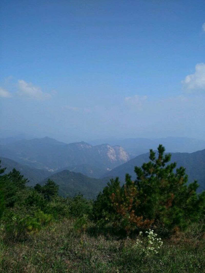 野菊花