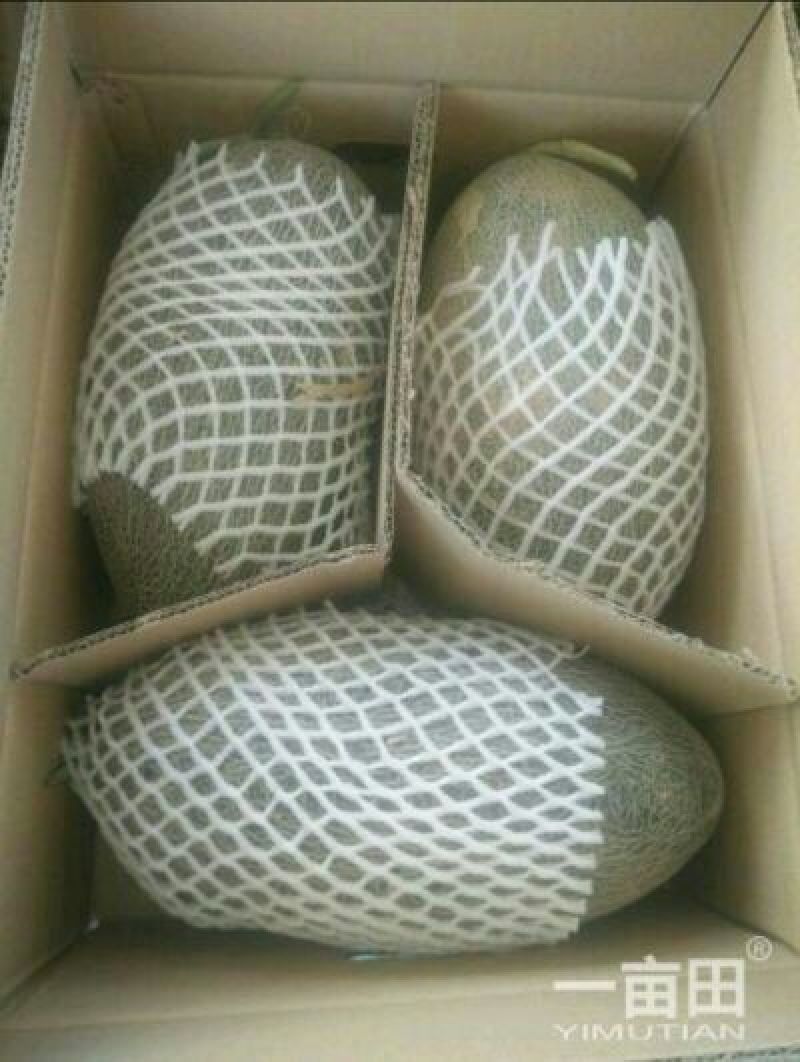 伽师瓜7斤以上椭圆形