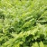 金叶女贞4cm以下