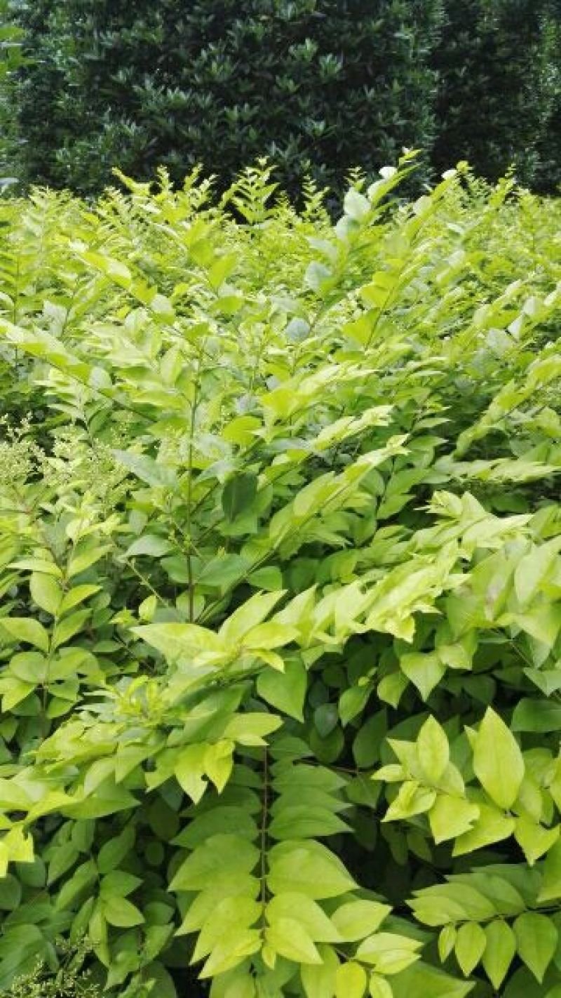 金叶女贞4cm以下