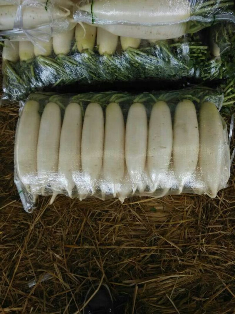 白萝卜